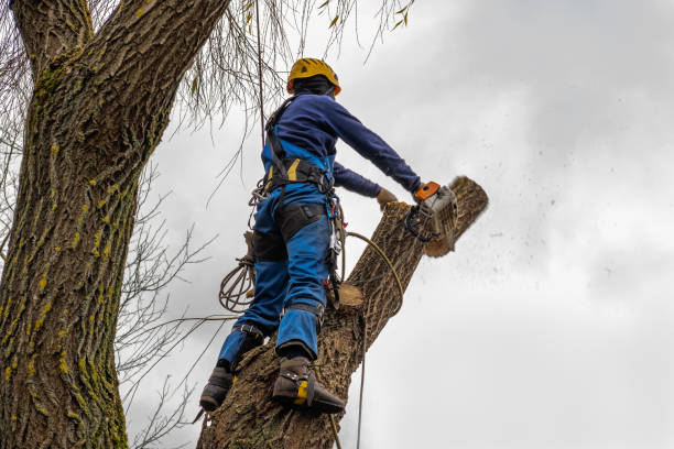 Best Commercial Tree Services  in Robbinsdale, MN