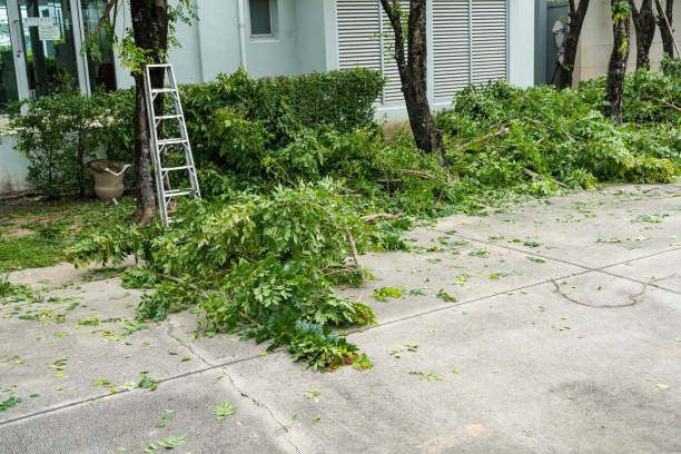 Best Storm Damage Tree Cleanup  in Robbinsdale, MN