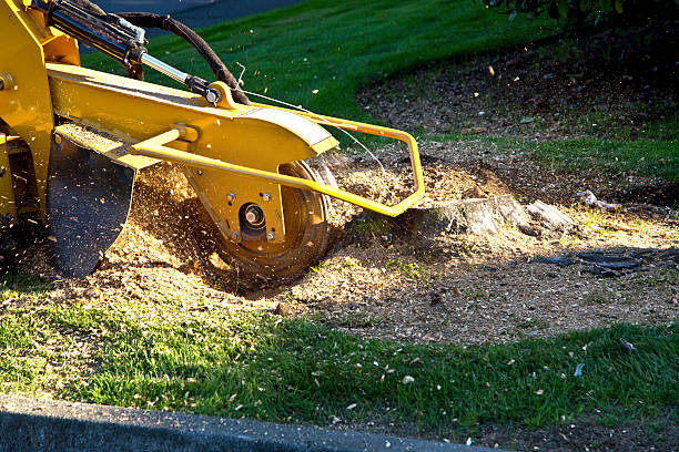 Best Stump Grinding and Removal  in Robbinsdale, MN