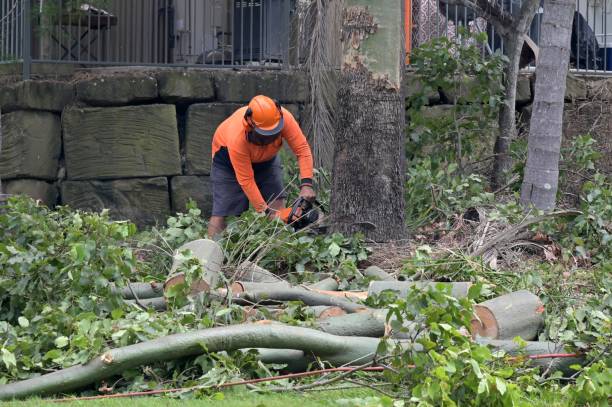 Best Tree Risk Assessment  in Robbinsdale, MN